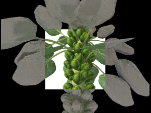 Brussels sprout plant 3D Model