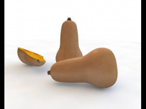 butternut squash 3D Model