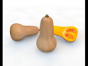 butternut squash 3D Model