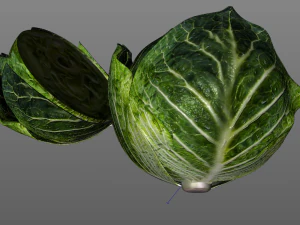 cabbage dark green 3D Model