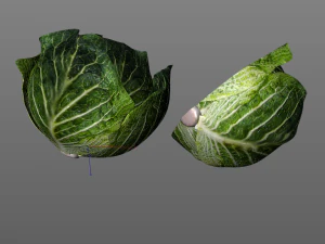cabbage dark green 3D Model