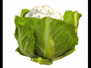 cauliflower Modelo 3D