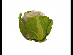 cauliflower Modelo 3D