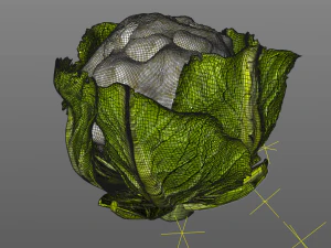 couve-flor Modelo 3D