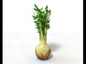 celery 3D Model