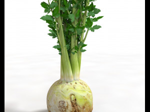 celery Model 3D