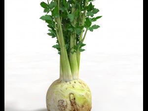 celery 3D Model