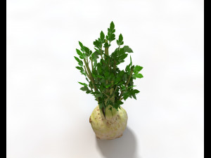 celery Model 3D
