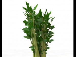 celery Model 3D