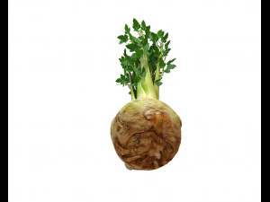 celery 3D Model