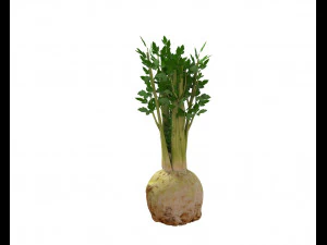 celery 3D Model