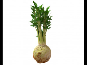 celery Model 3D