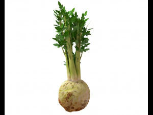celery 3D Model