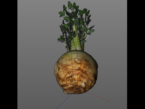 celery Model 3D