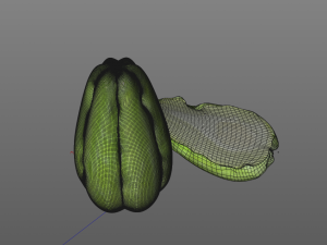 chayote 3D Model