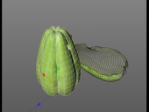 chayote 3D Model