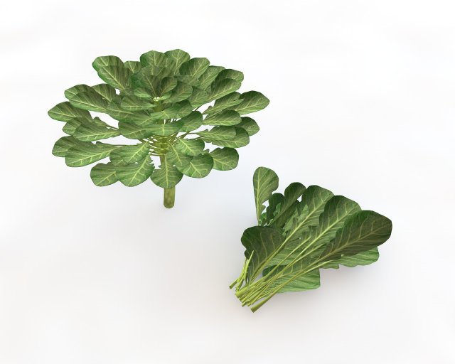 collard greens Modelo 3D .c4d .max .obj .3ds .fbx .stl .blend 