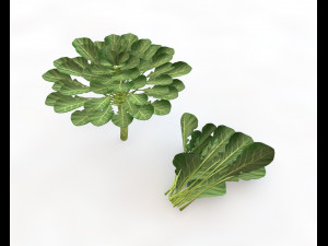 collard greens 3D Model