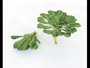 collard greens Modelo 3D