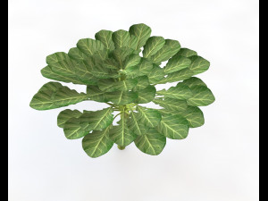 collard greens Modelo 3D