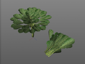 collard greens Modelo 3D