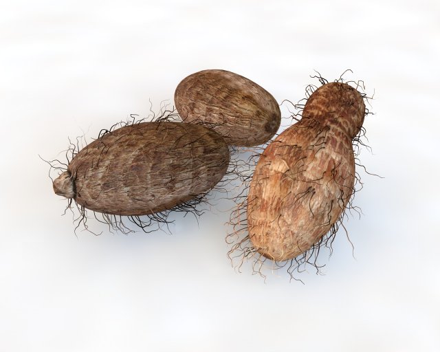 colocasia taro Modelo 3D .c4d .max .obj .3ds .fbx .stl .blend 