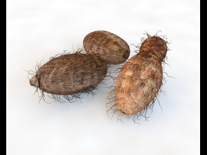 colocasia taro 3D Model