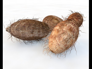 colocasia taro Modelo 3D