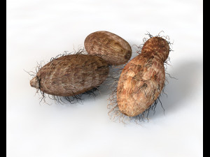 colocasia taro Modelo 3D