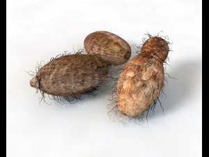 colocasia taro Modelo 3D