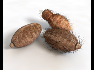 colocasia taro Modelo 3D