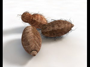 colocasia taro Modelo 3D