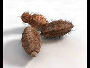 colocasia taro Modelo 3D