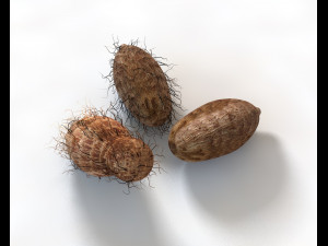 colocasia taro Modelo 3D