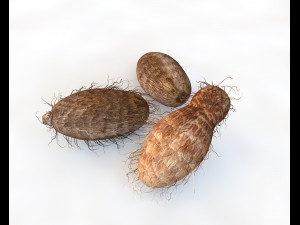 colocasia taro Modelo 3D