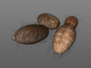 colocasia taro Modelo 3D