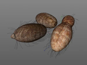 colocasia taro Modelo 3D