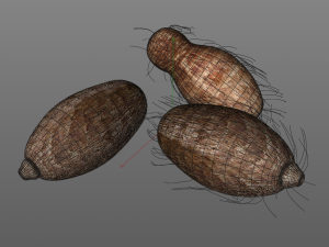 colocasia taro Modelo 3D