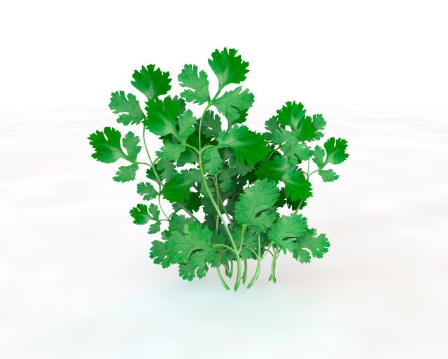 coriander 3D Model .c4d .max .obj .3ds .fbx .stl .blend