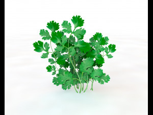 coriander 3D Model