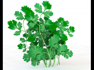 coriander 3D Model