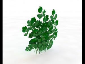 coriander 3D Model