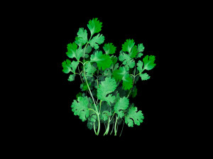 coriander 3D Model