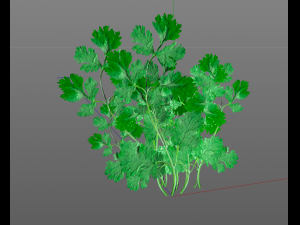 coriander 3D Model