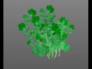 coriander 3D Model
