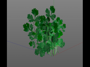 coriander 3D Model