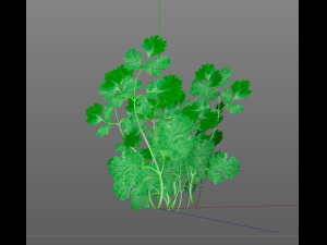 coriander 3D Model