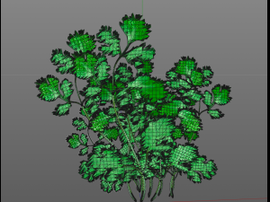 coriander 3D Model