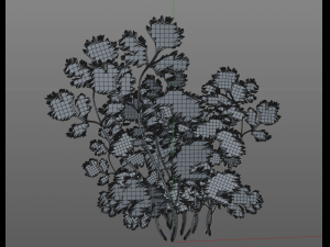 coriander 3D Model