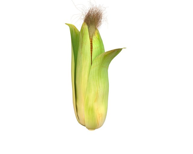corn maize Model 3D .c4d .max .obj .3ds .fbx .stl .blend 